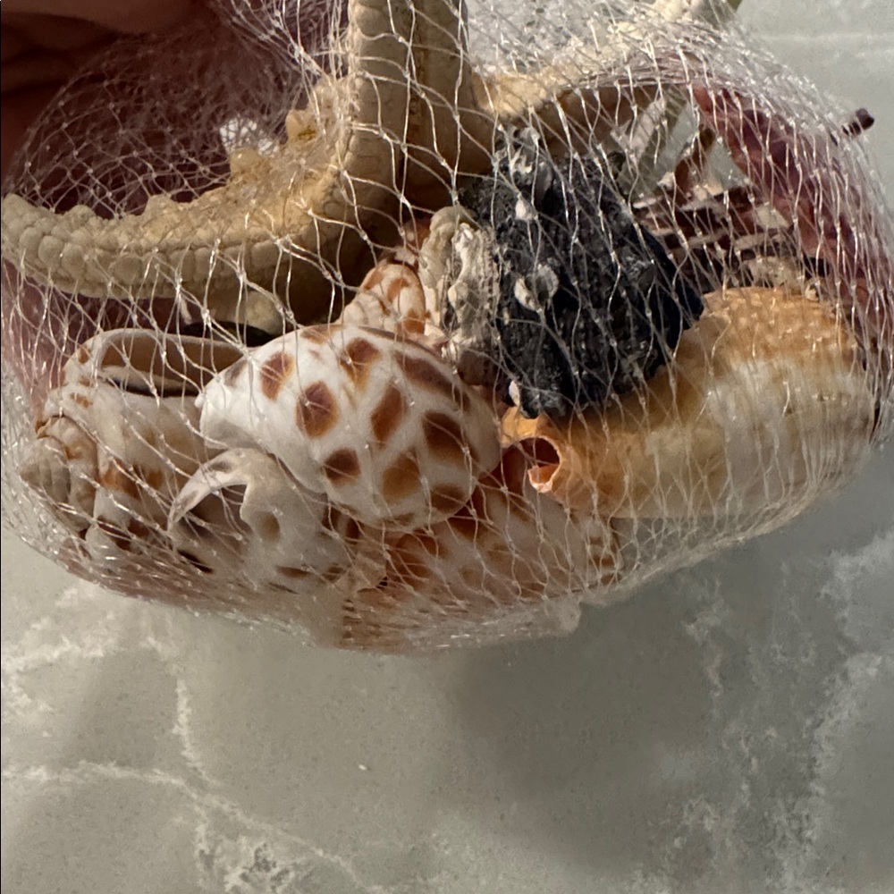 Mixed Shells 🐚 - Picture 4 of 4